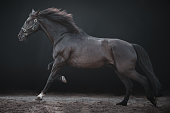 istock Galloping horse horse, on a black background. 1363347772