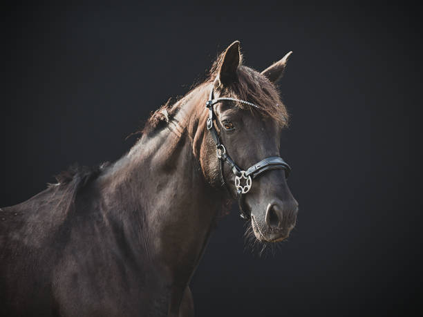 istock Side view of a big horse on a black background 1363348014