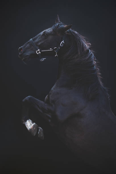 Big prancing horse, on a black background.