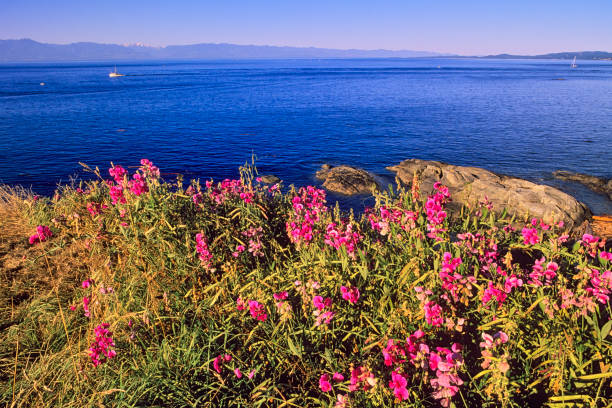 istock Victoria, Vancouver Island 1363348935