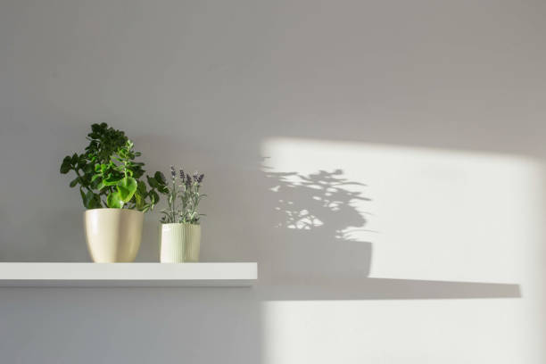 istock houseplants on white wooden shelf in sunlight 1363352555