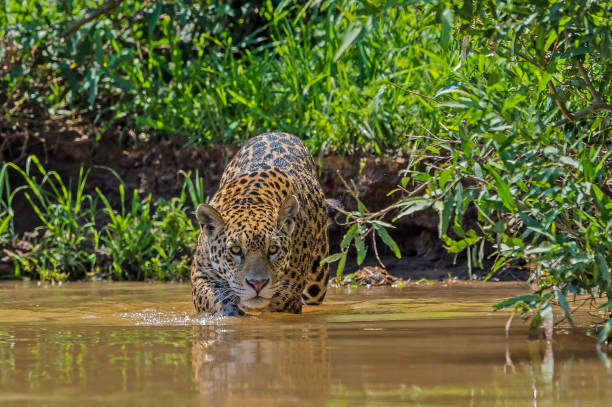 The jaguar (Panthera onca) is a big cat, a feline in the Panthera genus, and is the only extant Panthera species native to the Americas and is found in the Pantanal, Brazil. Swimming in the river. stock photo