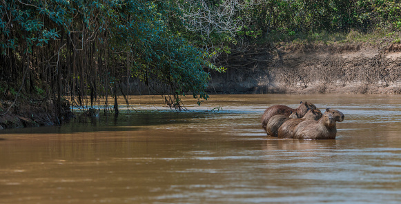 The jaguar (Panthera onca) is a big cat, a feline in the Panthera genus, and is the only extant Panthera species native to the Americas and is found in the Pantanal, Brazil. Hunting along the river edge. Walking.