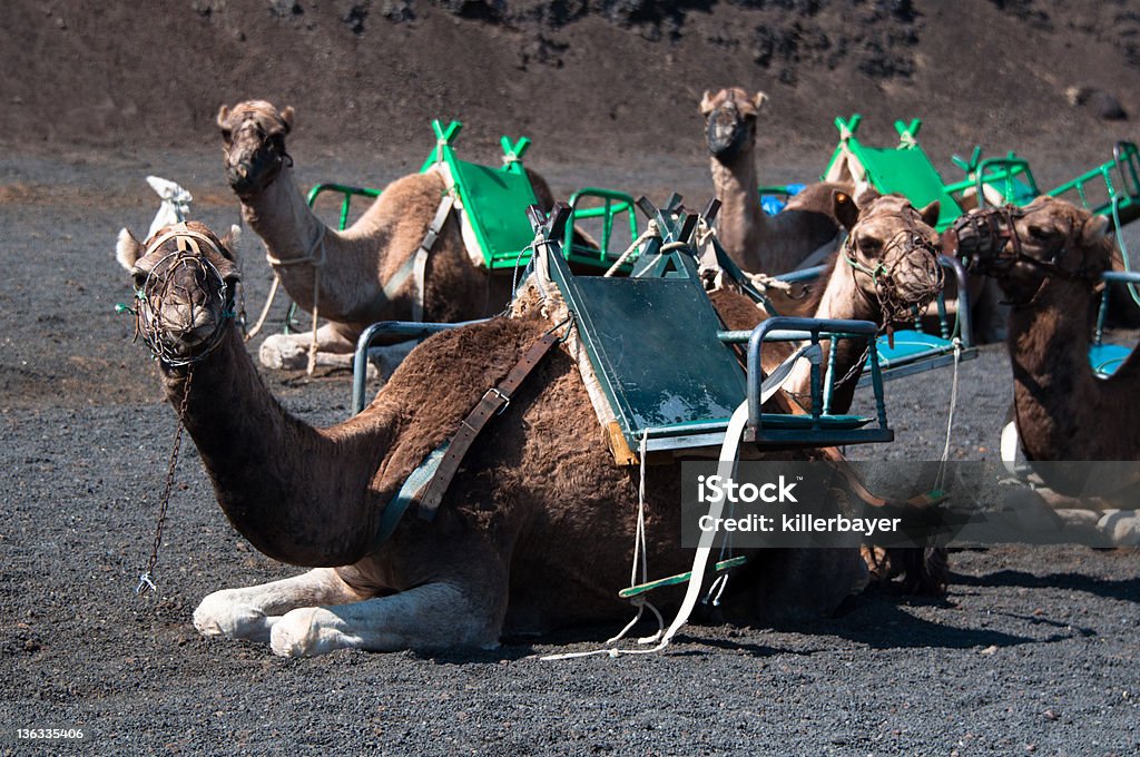 Camelos em Lanzarote - Foto de stock de Animal royalty-free