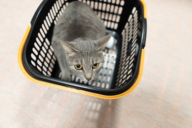 istock Close up of a cute cat. 1363354122