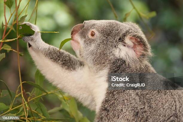 Koala Jedzenie - zdjęcia stockowe i więcej obrazów Australia - Australia, Bez ludzi, Dzień