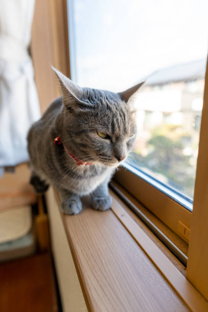 istock Close up of a cute cat. 1363355058
