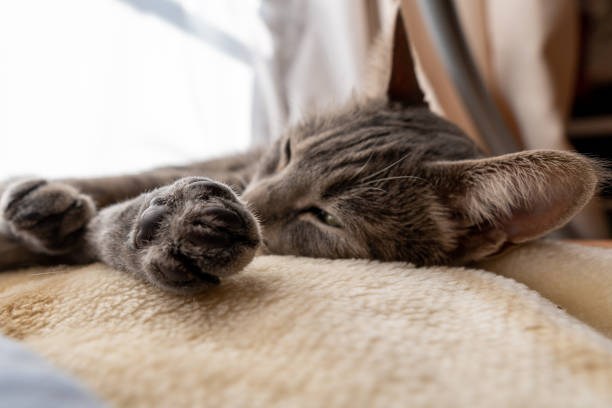 istock Close up of a cute cat. 1363355106
