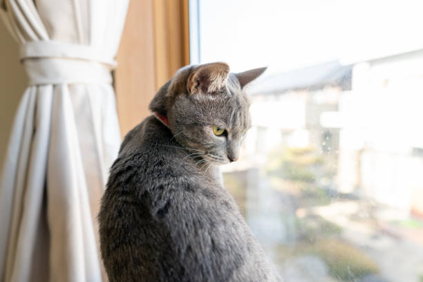 istock Close up of a cute cat. 1363355175