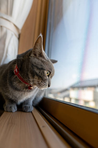istock Close up of a cute cat. 1363355240
