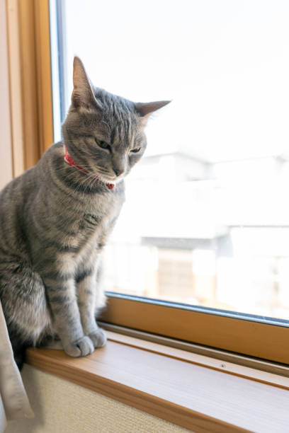 istock Close up of a cute cat. 1363355247