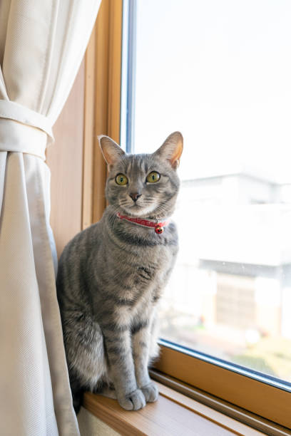 istock Close up of a cute cat. 1363355272