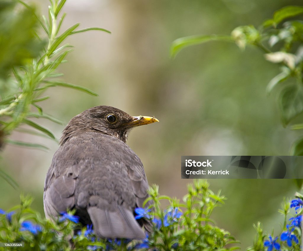 Weibliche blackbird Blick in die Kamera - Lizenzfrei Blume Stock-Foto