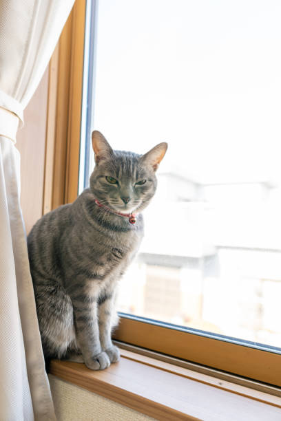 istock Close up of a cute cat. 1363355929