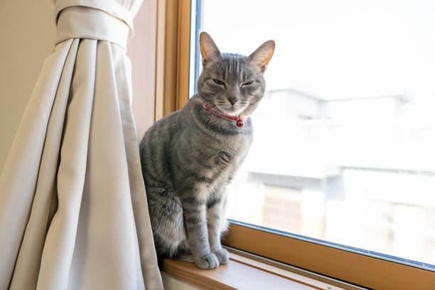 istock Close up of a cute cat. 1363355932