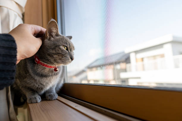 istock Close up of a cute cat. 1363355996