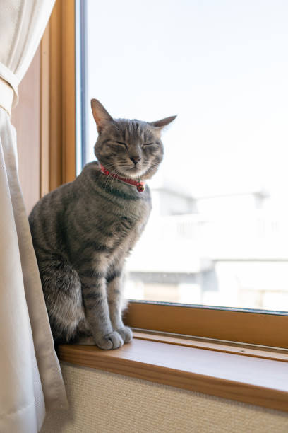 istock Close up of a cute cat. 1363356064