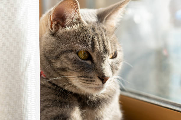 istock Close up of a cute cat. 1363356066
