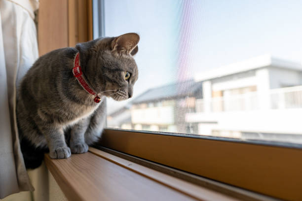 istock Close up of a cute cat. 1363356089