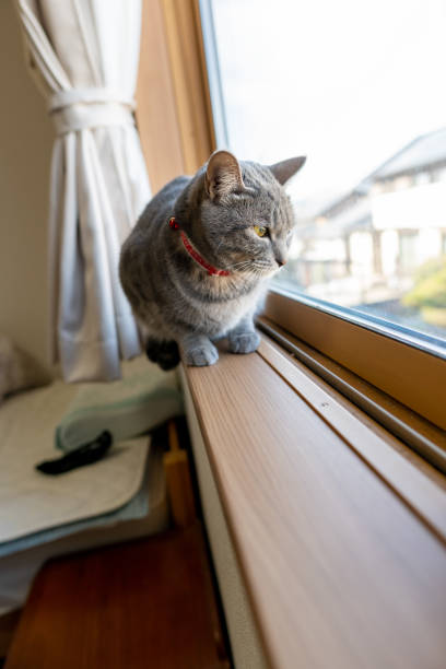 istock Close up of a cute cat. 1363356120