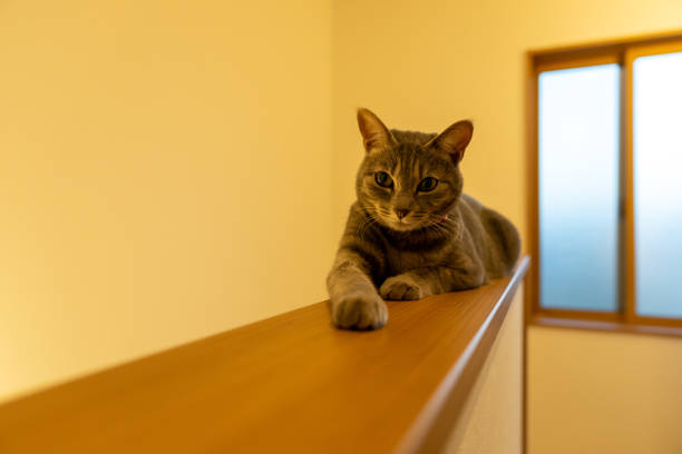 istock Close up of a cute cat. 1363356157