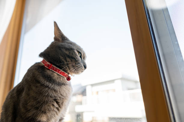 istock Close up of a cute cat. 1363356169