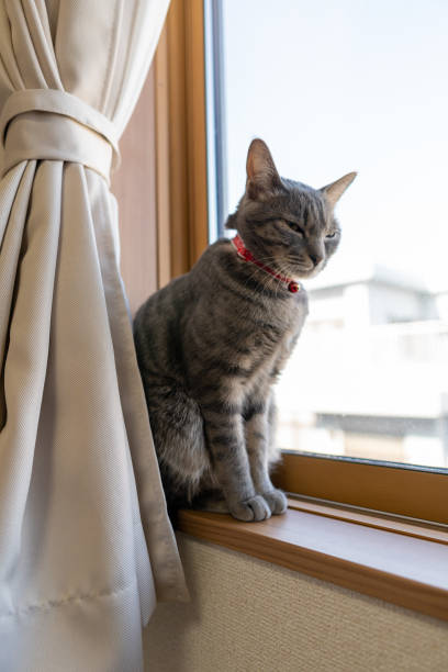 istock Close up of a cute cat. 1363356188