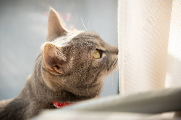 istock Close up of a cute cat. 1363356230