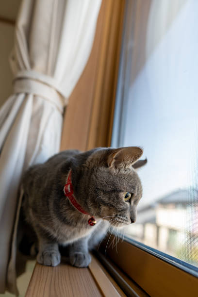 istock Close up of a cute cat. 1363356296