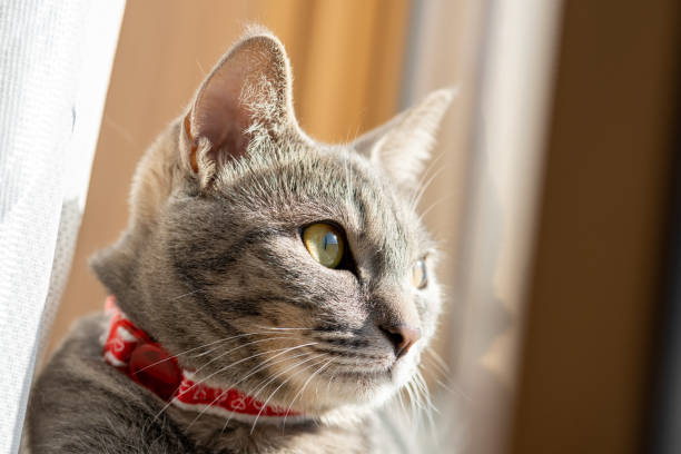 istock Close up of a cute cat. 1363356358
