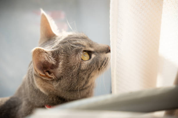 istock Close up of a cute cat. 1363356431