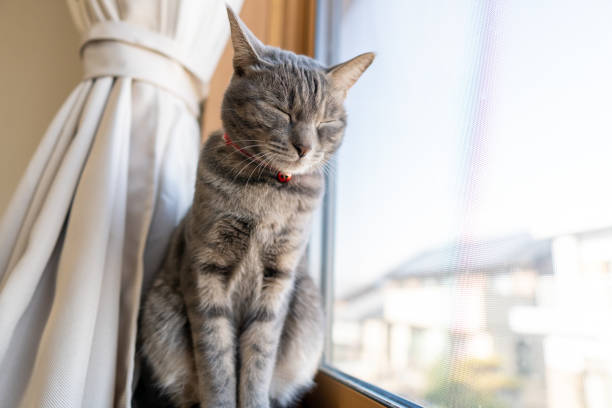 istock Close up of a cute cat. 1363356530