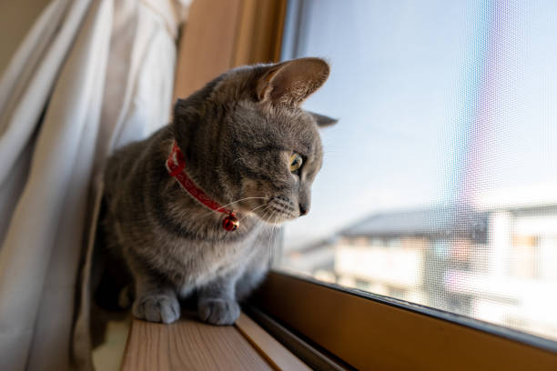 istock Close up of a cute cat. 1363356563