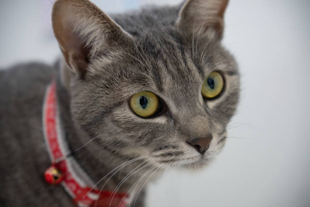 istock Close up of a cute cat. 1363357105