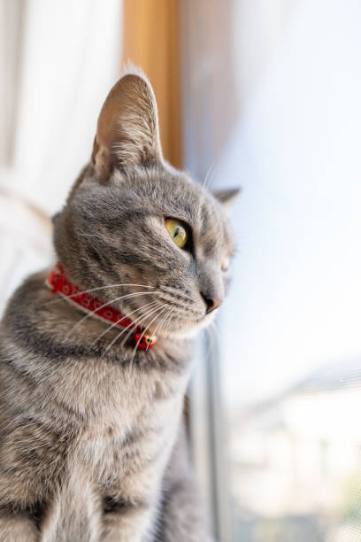 istock Close up of a cute cat. 1363357160