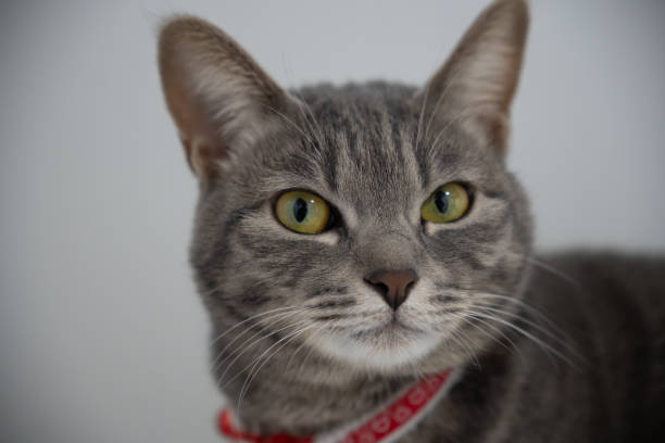 istock Close up of a cute cat. 1363357281