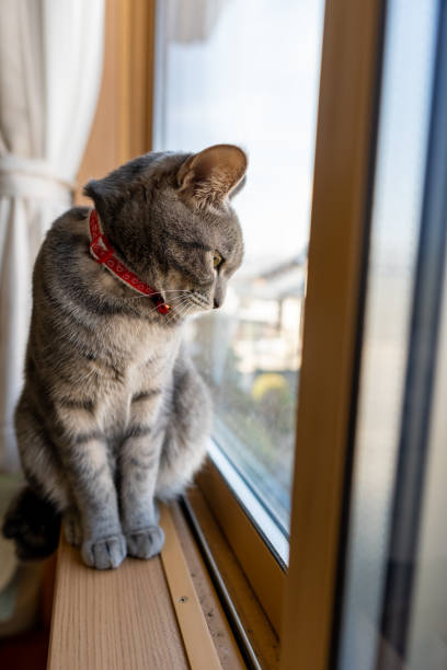 istock Close up of a cute cat. 1363357432