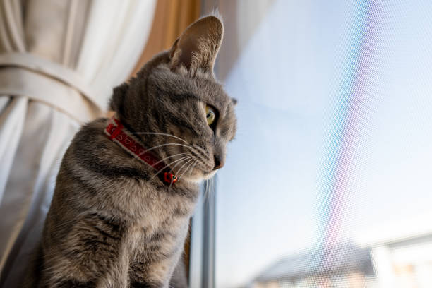 istock Close up of a cute cat. 1363357441