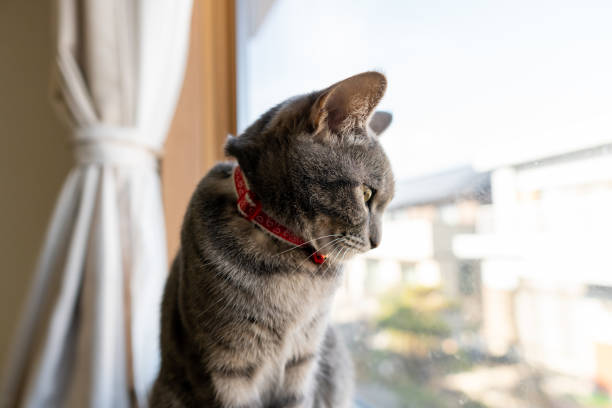 istock Close up of a cute cat. 1363357516