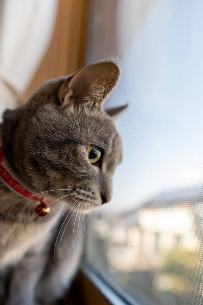 istock Close up of a cute cat. 1363357620