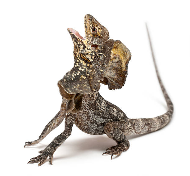 istock Frill-necked lizard, Chlamydosaurus kingii, in front of white background 136335893