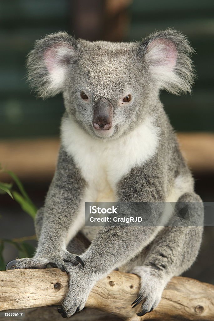 Nahaufnahme Koala - Lizenzfrei Australien Stock-Foto