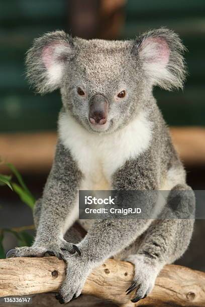 Zbliżenie Koala - zdjęcia stockowe i więcej obrazów Australia - Australia, Bez ludzi, Dzień