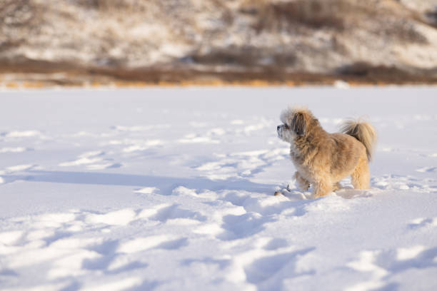 Small shih tzu puppy on lake snow,  with hills in background. Copy space