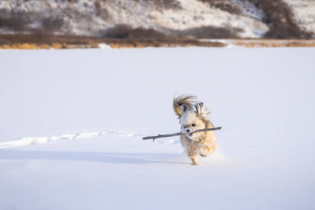 Small shih tzu puppy playing on lake snow, chasing stick, with hills in background. Copy space