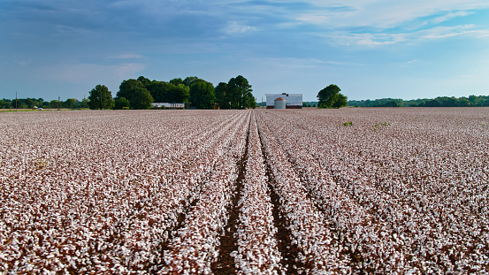 Aerial view of cotton fields in Prairie County, Arkansas.