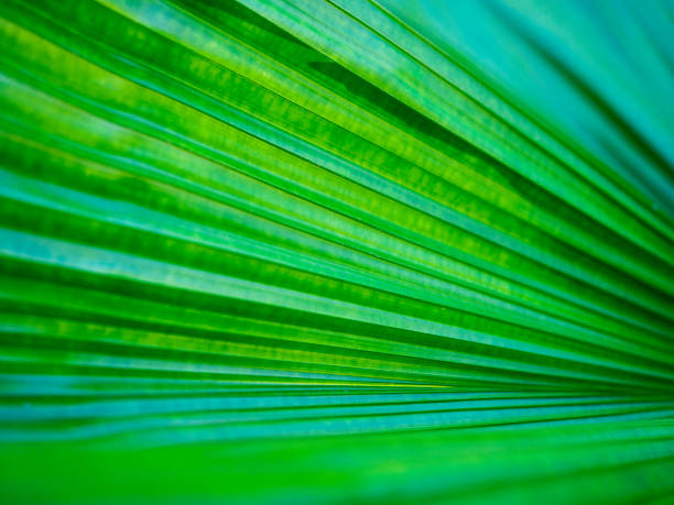 Green Leaves Background stock photo
