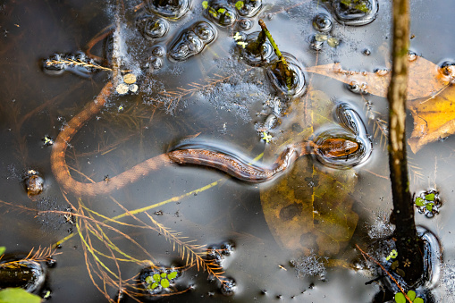 Snake just under a cloudy water surface