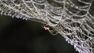 istock Spider perching on cobweb. 1363365259