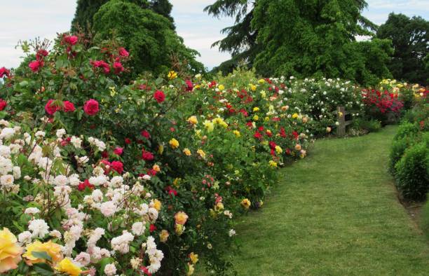 istock Beautiful Bright Colourful Roses Blooming In Summer 1363365302
